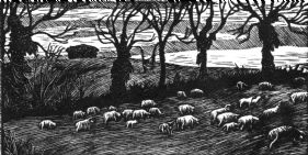 Sheep, Early Spring